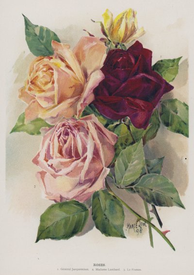 Rozen door Unbekannt Unbekannt